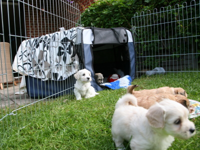 Bichon Havanais hvalpe hos Kennel Miki Nanoq